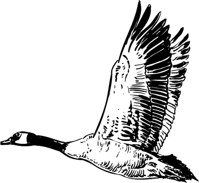 Engraving-style line art of wild geese in flight