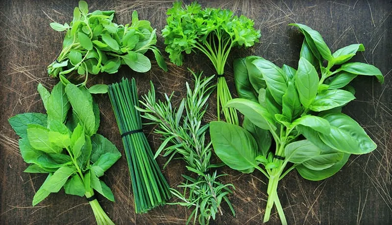 Herbs at Wild Geese Gardens
