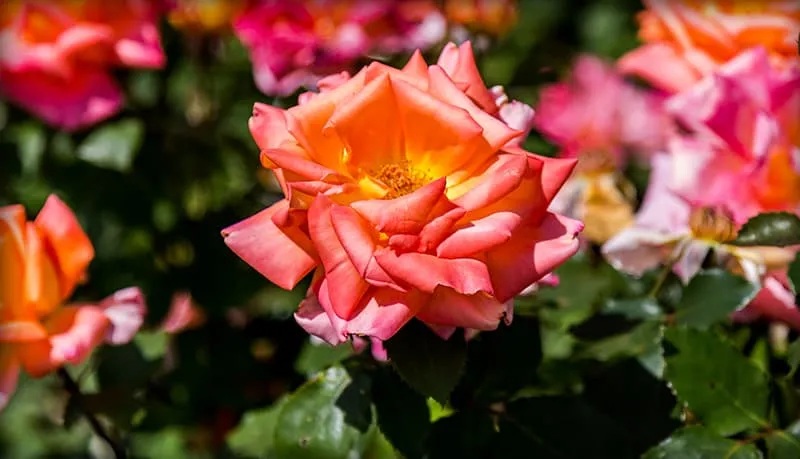 Shrubs at Wild Geese Gardens